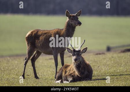 Rotwild männlich und weiblich, Cervus elaphus, auf der Wiese Stockfoto