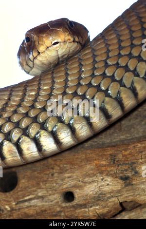 Mosambik spuckt Cobra, Naja mossambica, Kasane, Chobe National Park, Botswana, Afrika Stockfoto