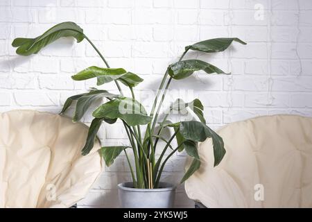 Strelitzia nicolai im Innenbereich auf dem Hintergrund einer weißen Backsteinmauer. Grünes Haus, Topfpflanze Stockfoto