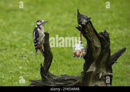 Großer gefleckter Spechte, junger männlicher Mann, der an der Baumwurzel hängt, mit einer Kugel mit Nüssen auf der rechten Seite Stockfoto