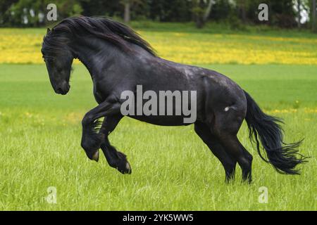 Schwarzes friesisches Pferd läuft galoppiert Stockfoto