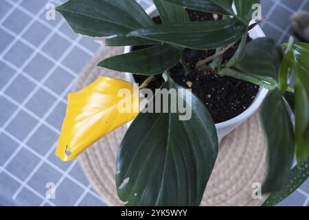Probleme beim Anbau von Hauspflanzen Probleme beim Anbau von Hauspflanzen Philodendron Drachenschwanz, Blätter von Spinnenmilbe, gelb Stockfoto