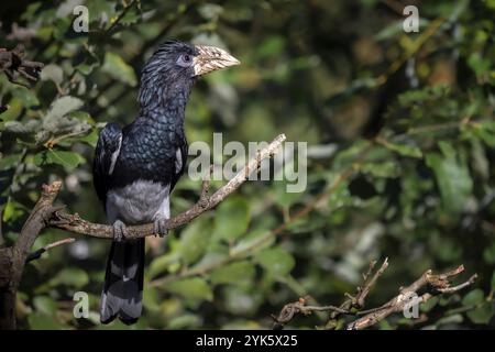 Nashornschnabel (Ceratogymna Fistulator Fistulator), der auf einem Ast in grünen Büschen sitzt Stockfoto