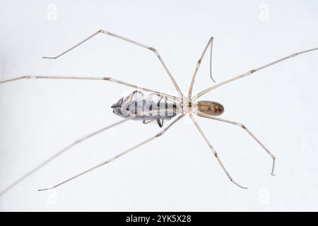 Makroansicht der Spinne. Nahaufnahme der Spinne mit Beute Stockfoto