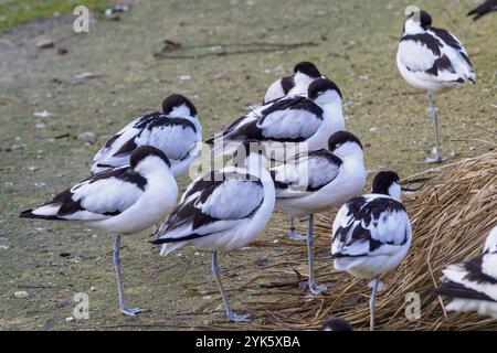 Schwarm von Rattenschnepfen, schwarz-weißer Watvögel (Recurvirostra avosetta) Stockfoto