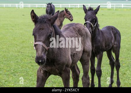 Fohlen auf der Weide. Schwarz kladrubian Pferd Stockfoto