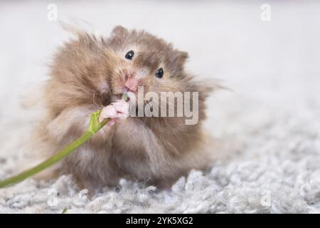 Lustiger, flauschiger syrischer Hamster isst einen grünen Kleeblatt, stopft seine Wangen. Futter für ein Nagetier, Vitamine. Nahaufnahme Stockfoto