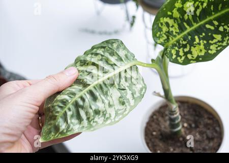 Hinterlässt Heimpflanzen, die von einer Spinnenmilbe befallen sind, kleine Insekten, Probleme beim Anbau von Hauspflanzen. Pflanzenbehandlung und Schädling und Pilz contro Stockfoto