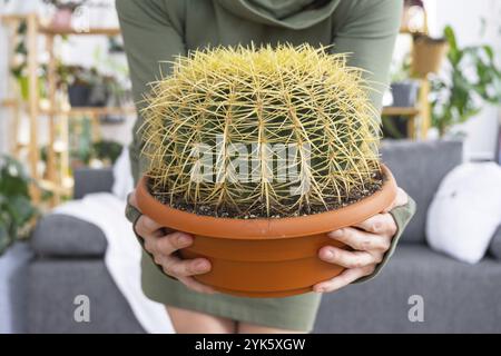 Grosser echinocactus Gruzoni in den Händen einer Frau im Inneren eines Grünhauses mit Regal-Sammlungen von Hauspflanzen. Eigenernte Stockfoto