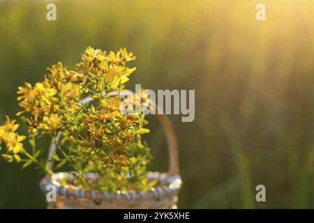 Strauß Johanniskraut im Korb auf dem Hintergrund von Gras in einem Sonnenstrahl. Heilkräuter, Teesammlung, alternative Medizin. Sommerzeit, Coun Stockfoto