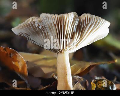 Pilz Lactarius rufus (Lactarius rufus, unscharfer Hintergrund, Nordrhein-Westfalen, Deutschland, Europa Stockfoto