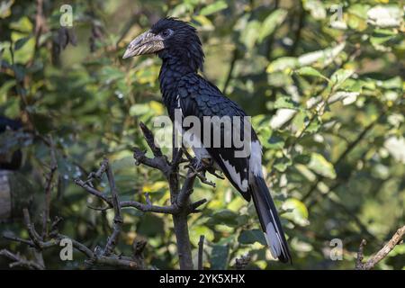 Nashornschnabel (Ceratogymna Fistulator Fistulator), der auf einem Ast in grünen Büschen sitzt Stockfoto