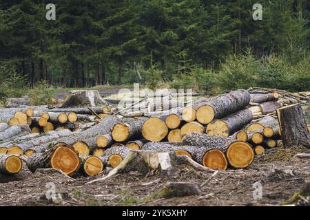 Holzhaufen. Ein Blick auf riesige Stapel von Protokollen Stockfoto