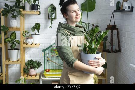 Unprätentiöse und beliebte Zamiokulkas in den Händen einer Frau im Inneren eines grünen Hauses mit Regal-Sammlungen von einheimischen Pflanzen. Eigenernte Stockfoto