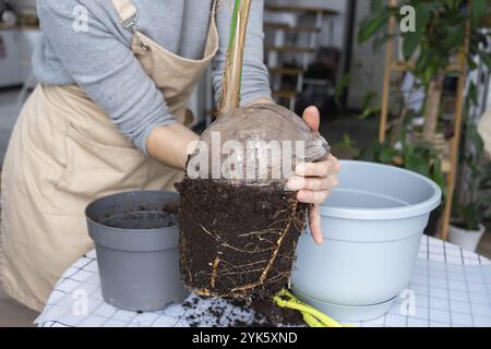 Eine Frau pflanzt eine Kokosnuss-Palmennuss mit einem Klumpen Erde und Wurzeln in einem Topf zu Hause im Inneren wieder ein. Grünhaus, Pflege und Kultivierung tropischer Pflanzen Stockfoto