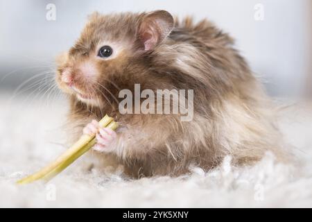 Lustiger, flauschiger syrischer Hamster isst einen grünen Kleeblatt, stopft seine Wangen. Futter für ein Nagetier, Vitamine. Nahaufnahme Stockfoto