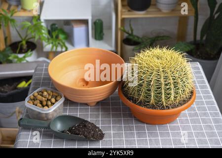 Überwachsene Hauspflanze mit großem Stachelkaktus Echinocactus Gruzoni in einen neuen größeren Topf umtopfen. Pflege von Topfpflanzen, Schutzhandschuhe, Drainage, Topf Stockfoto