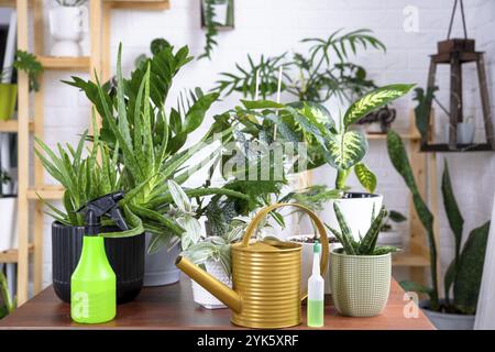 Gruppe beliebter Zimmerpflanzen auf dem Tisch im Inneren: Calathea, Aloe, Diffenbachia, sansevieria, Ficus. Hauspflanzenanbau und Pflege von Indoo Stockfoto