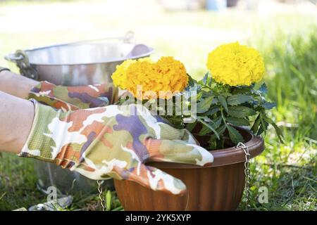 Gelb- und Orangen-Ringelblüten mit Wurzeln werden im Frühjahr für die Anpflanzung auf offenem Boden vorbereitet. Unprätentiöse Gartenblumen in den Händen eines Stockfoto