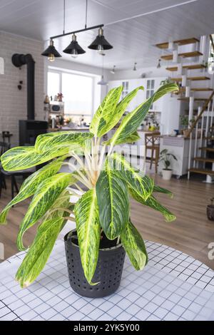 Aglaonema-Nahaufnahme im Innenraum auf dem Tisch. Zimmerpflanzen wachsen und pflegen für Zimmerpflanzen, grünes Zuhause Stockfoto