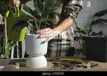 Eine Heimpflanze aus Philodendron Drachenschwanz in einen neuen Topf im Innenraum umgießen. Die Pflege einer Topfpflanze, die Hände aus der Nähe Stockfoto