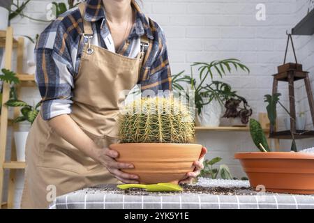Überwachsene Hauspflanze mit großem Stachelkaktus Echinocactus Gruzoni in einen neuen größeren Topf umtopfen. Pflege der Topfpflanze, Hände der Frau in Schürze Stockfoto