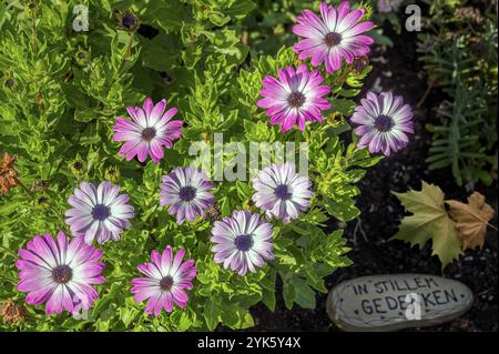 Grab mit Blumenschmuck, kapkorb (Osteospermum), auch bekannt als cape marguerite, Dietmannsried, Allgaeu, Bayern, Deutschland, Europa Stockfoto