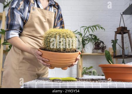 Überwachsene Hauspflanze mit großem Stachelkaktus Echinocactus Gruzoni in einen neuen größeren Topf umtopfen. Pflege der Topfpflanze, Hände der Frau in Schürze Stockfoto