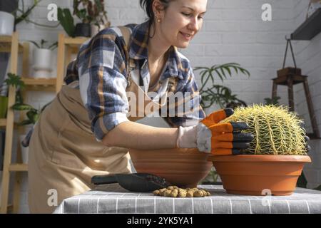 Überwachsene Hauspflanze mit großem Stachelkaktus Echinocactus Gruzoni in einen neuen größeren Topf umtopfen. Eine Frau in Schutzhandschuhen hält den Kakteen vorsichtig, A Stockfoto