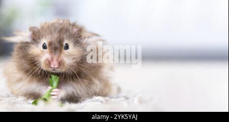 Lustiger, flauschiger syrischer Hamster isst und überrascht, stopft seine Wangen. Futter für ein Nagetier, Vitamine. Nahaufnahme, Kopierbereich Stockfoto