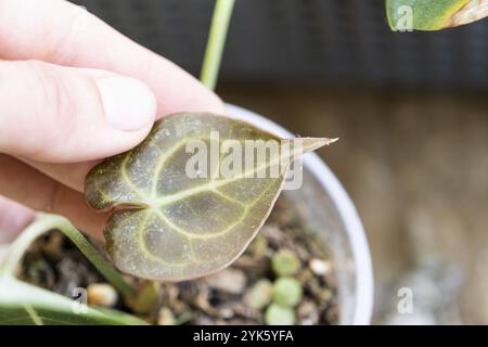 Hinterlässt Heimpflanzen, die von einer Spinnenmilbe befallen sind, kleine Insekten, Probleme beim Anbau von Hauspflanzen. Pflanzenbehandlung und Schädling und Pilz contro Stockfoto