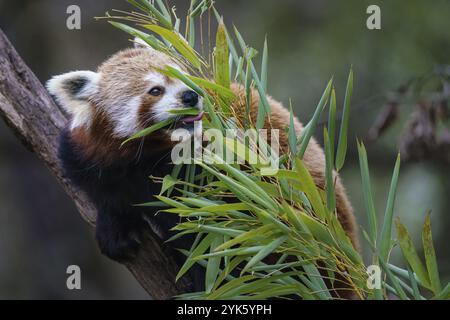 Roter Panda (Ailurus fulgens) auf dem Baum. Der süße rote Pandabär isst Bambus Stockfoto