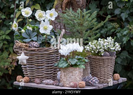 Wintergartenanordnung mit weißen Cyclamen, helleborus niger und stacheliger Heide in Körben Stockfoto