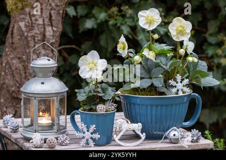 weihnachtsgartenarrangements mit helleborus niger in Porzellantöpfen und Vintage-Laterne Stockfoto