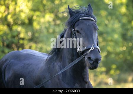 Schwarzes Friesenpferd galoppiert im Gras. Friesisches Pferd, das auf dem Halfter läuft. Seltene Pferderasse Stockfoto