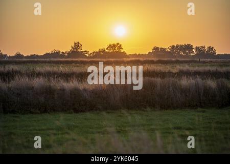 Der Sonnenuntergang wirft goldenes Licht über eine ruhige Wiese, umgeben von Bäumen, Sonnenuntergang in den Hoorn, Texel Stockfoto