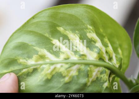 Hinterlässt Heimpflanzen, die von einer Spinnenmilbe befallen sind, kleine Insekten, Probleme beim Anbau von Hauspflanzen. Pflanzenbehandlung und Schädling und Pilz contro Stockfoto