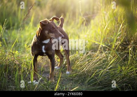 Ein kleiner brauner Terrier Hund läuft mit einem Kragen im Gras und im Sommersonnenlicht. Hund in der Natur, Jack Russell Terrier Portrait Stockfoto