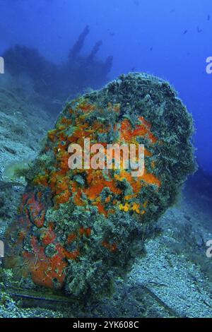 Fan Muschel, Noble Pen Shell, Pinna Nobilis, Naturpark Cabo Cope-Puntas del Calnegre, Mittelmeer, Region de Murcia, Murcia, Spanien, Europa Stockfoto