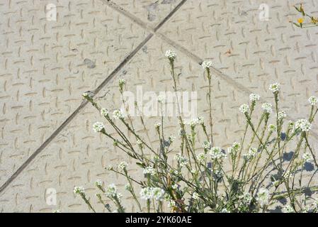 Schönes und helles Wetter mit kleinen weißen Blumen, die auf einem Zementhintergrund im Sand wachsen. Stockfoto