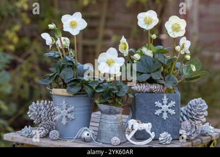 weihnachtsarrangements mit helleborus niger in Töpfen im Garten Stockfoto