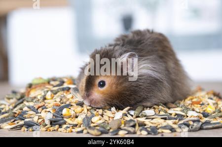 Lustiger, flauschiger syrischer Hamster sitzt auf einer Handvoll Samen und isst und stopft seine Wangen mit Brücken. Futter für ein Nagetier, Vitamine. Nahaufnahme Stockfoto