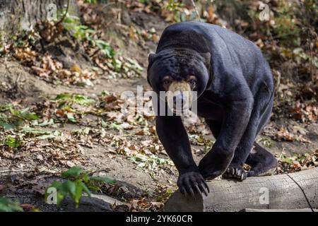 Sun bear auch bekannt als ein malaysischer Bär (Helarctos Malayanus) Stockfoto