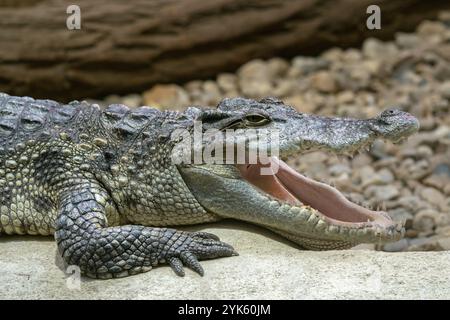 Siamesische Krokodil mit offenen Mund (Crocodylus Siamensis) Stockfoto