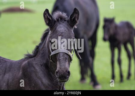 Fohlen auf der Weide. Schwarz kladrubian Pferd Stockfoto