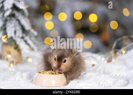 Ein lustiger zotteliger, flauschiger Hamster knabbert Samen aus einer Schüssel auf weihnachtlichem Hintergrund mit Feenlichtern und Bokeh Stockfoto