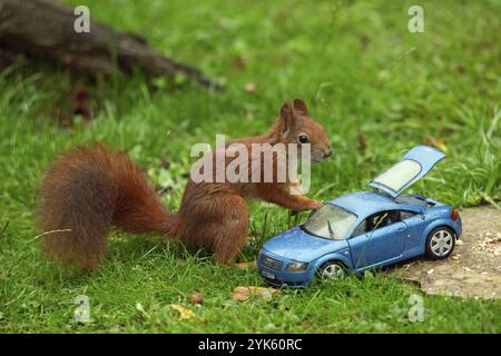 Eichhörnchen auf blauem Modellauto Audi TT mit offenem Kofferraum auf Steinplatte in grünem Gras stehend auf der rechten Seite Stockfoto