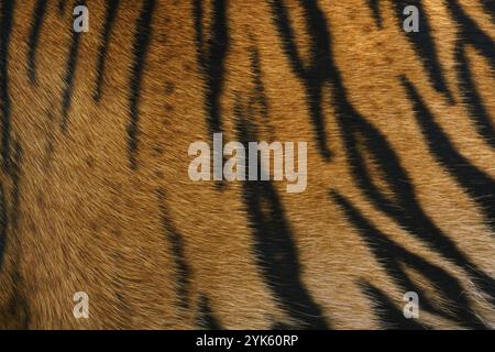 Tiger-Muster, echte sumatra-Tiger-Textur Haut schwarz orange Streifenmuster für Hintergrund Stockfoto