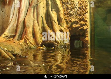 Lutra cinerea, Aonyx cinereus oder Amblonyx cinereus im Wasser in der Nähe eines Baumes. Stockfoto