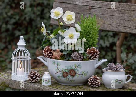 weihnachtsarrangements mit helleborus niger und Nadelbäumen in Suppentureen, Kegeln und Tischlaterne Stockfoto